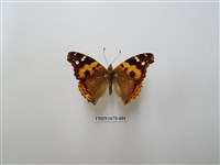 藏品(大紅蛺蝶)的圖片